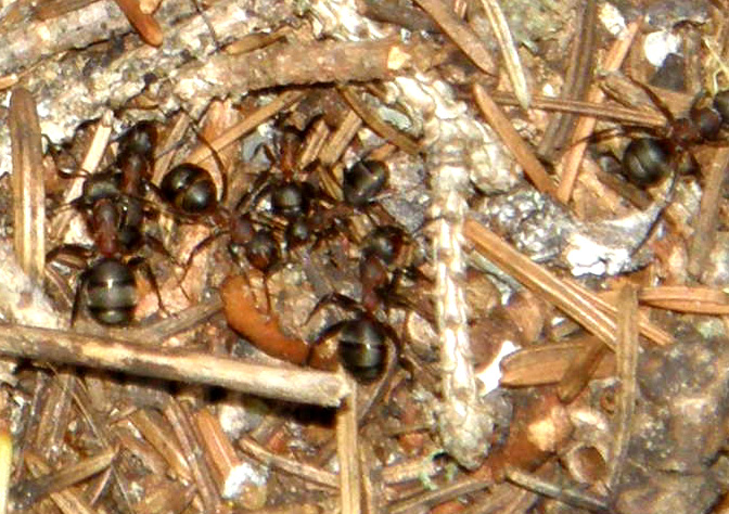Formicaio in pineta 2 (Formica gruppo rufa)